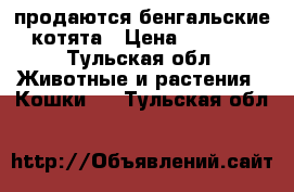 продаются бенгальские котята › Цена ­ 7 000 - Тульская обл. Животные и растения » Кошки   . Тульская обл.